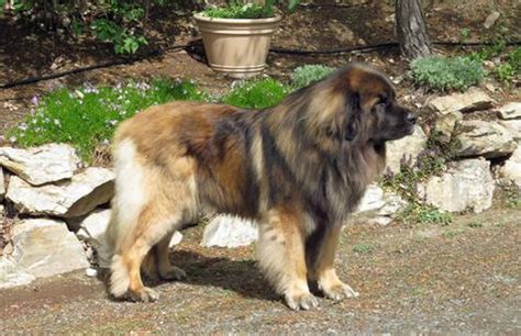 Kamenah leonbergers. Things To Know About Kamenah leonbergers. 